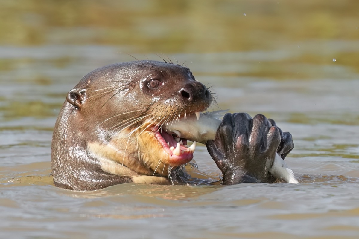 A giant otter in a brown river, holding a silver fish in its webbed forepaws and biting into it.