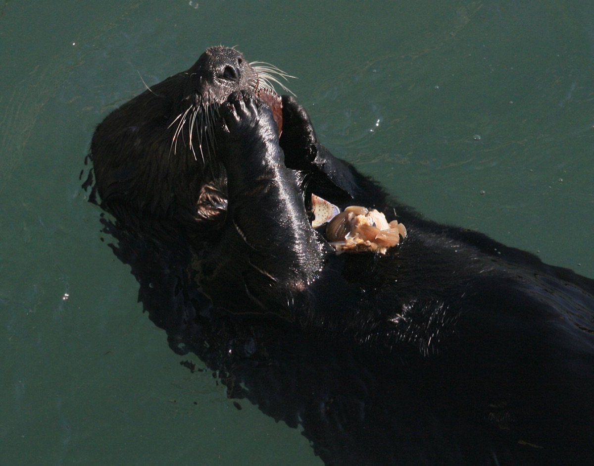 A sea otter floating on its back, holding a cracked crab up to its mouth with both forepaws.
