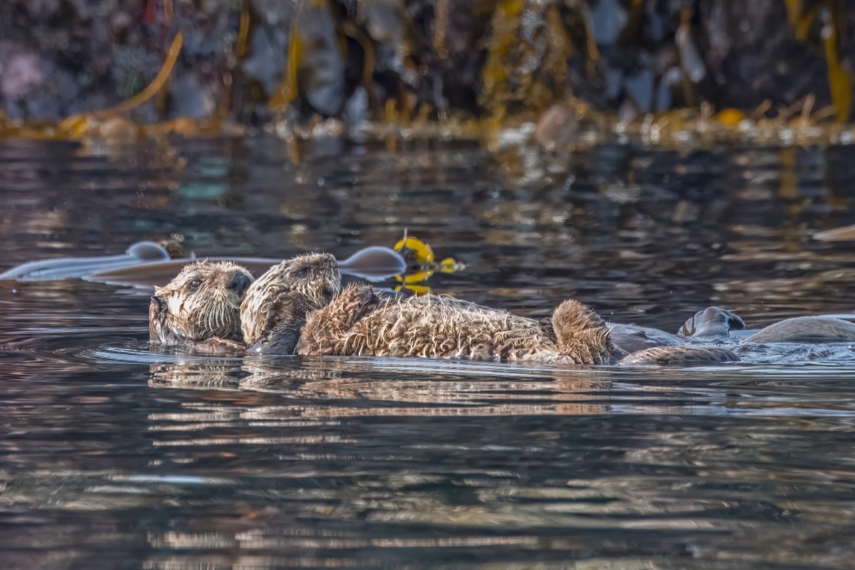 A female sea otter and her fluffy pup asleep on their backs in still water, a strand of kelp nearby.
